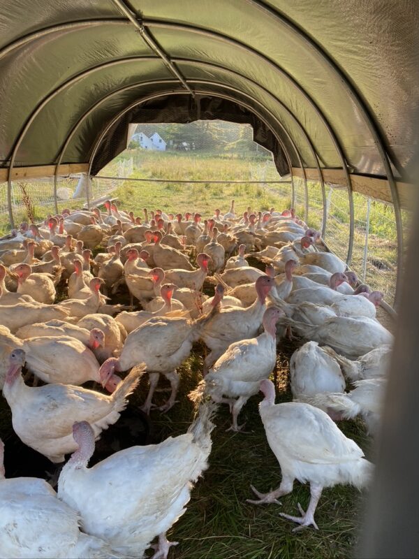 Whole Turkey