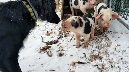 dog with piglets