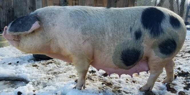 pregnant pig