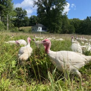 Whole Turkey