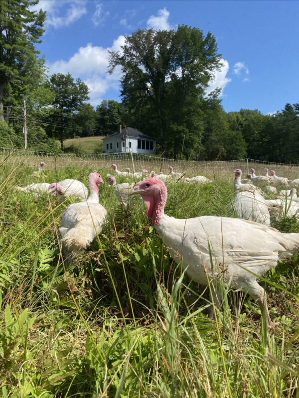 Whole Turkey