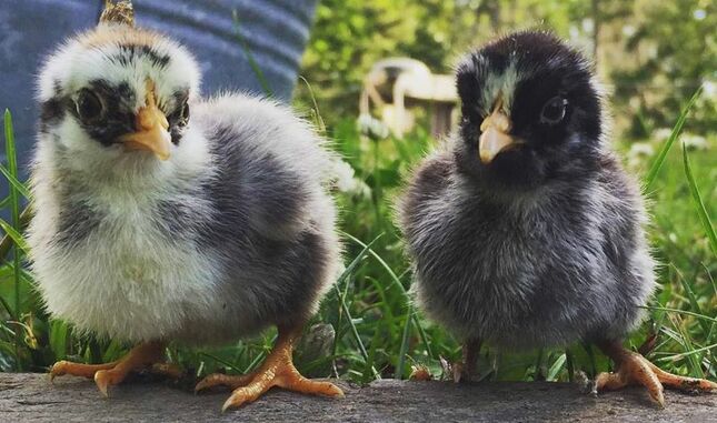 Baby Chickens