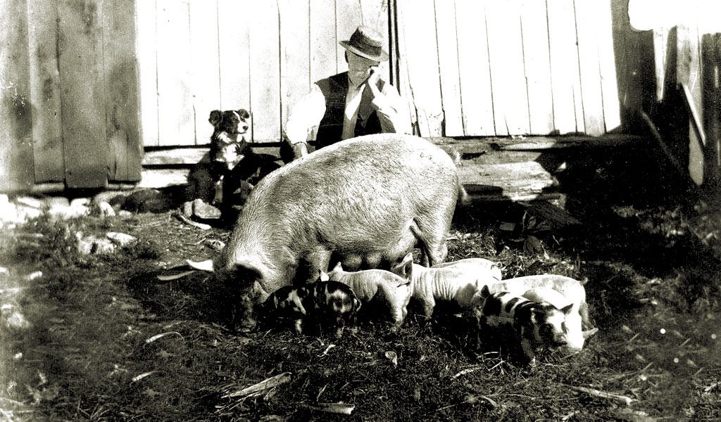 Dan Brown and pigs