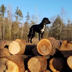 dog on logs