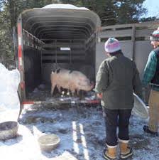 Pig in trailer