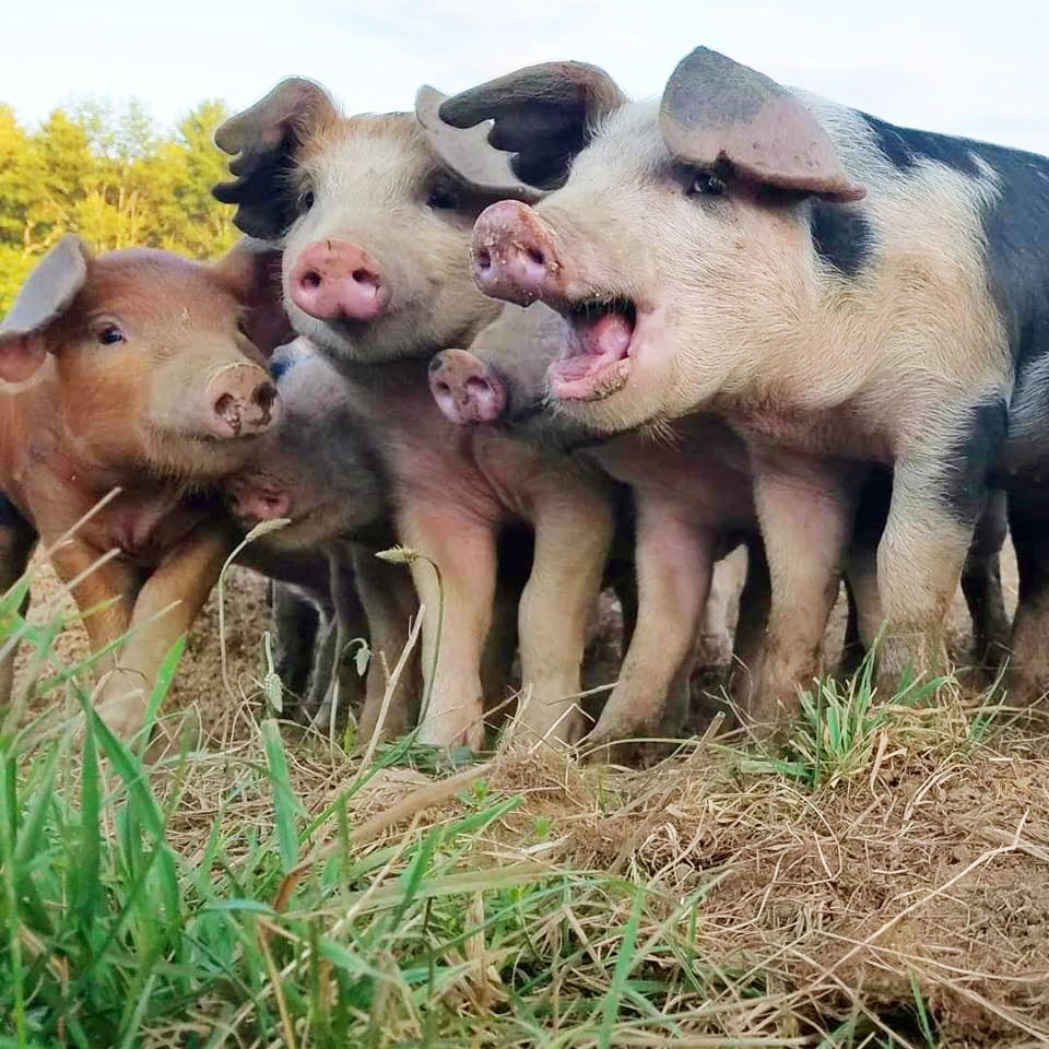 who-we-are-archway-farm