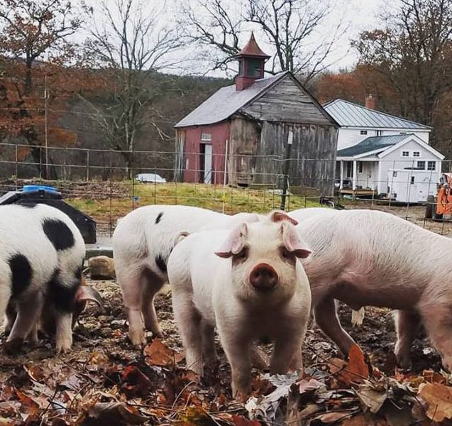 livestock