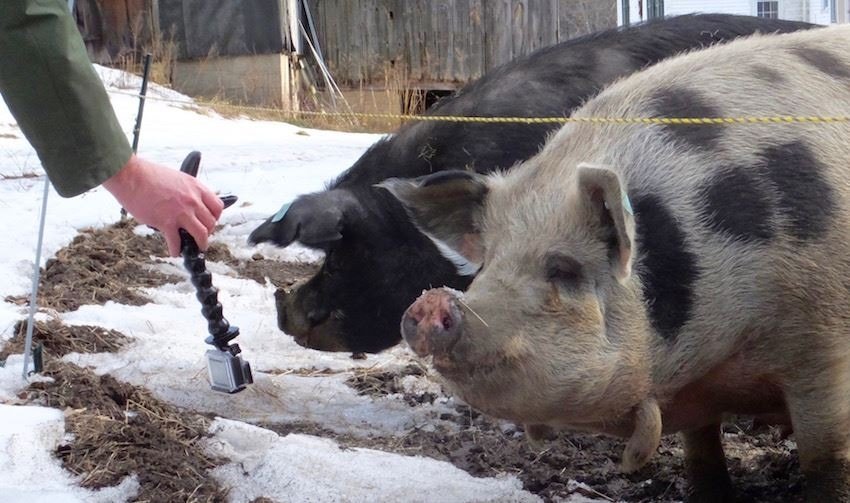 A hand taking pictures of two hogs